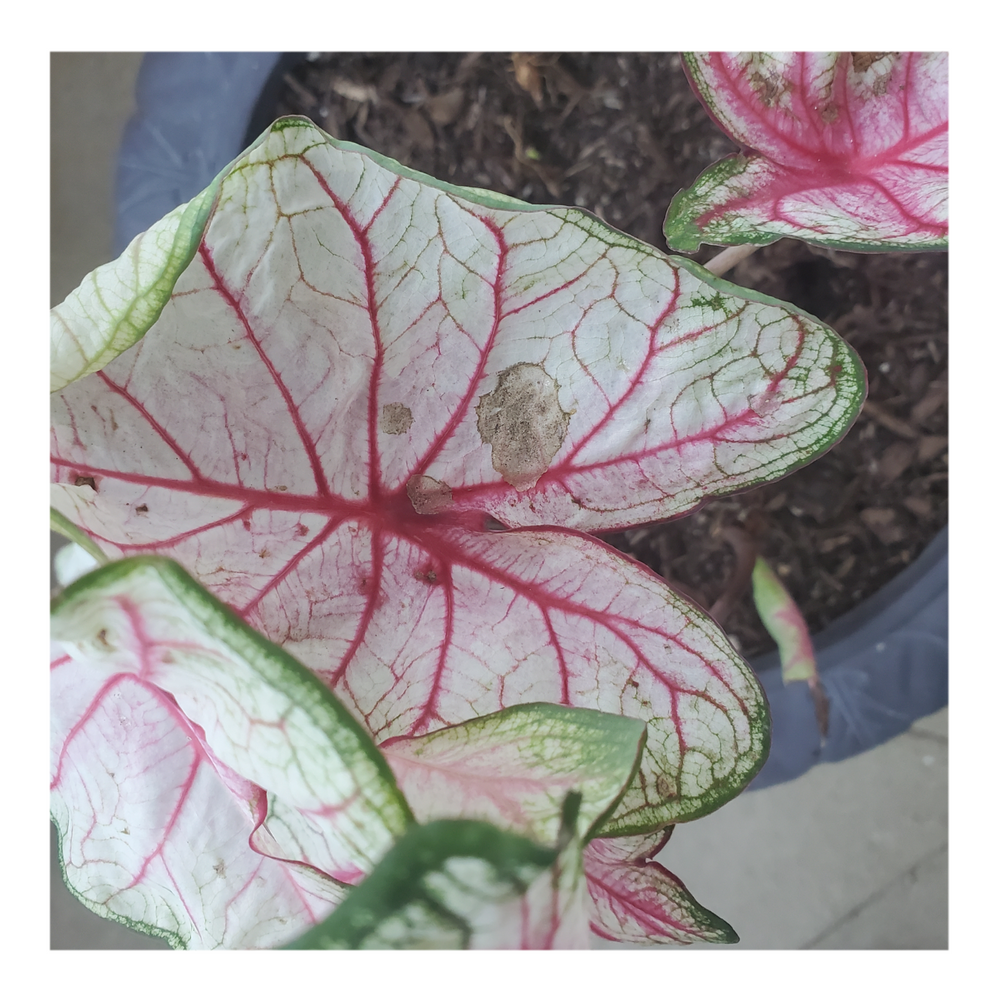 CALADIUM WHITE QUEEN