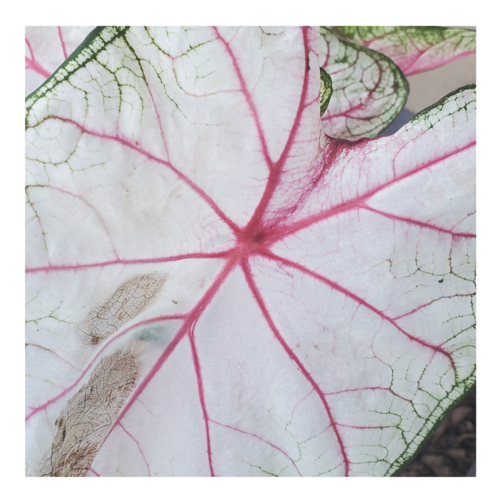 CALADIUM WHITE QUEEN