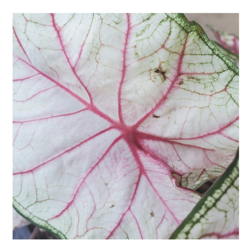 CALADIUM WHITE QUEEN