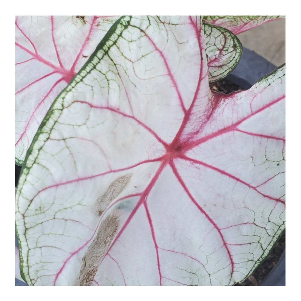 CALADIUM WHITE QUEEN