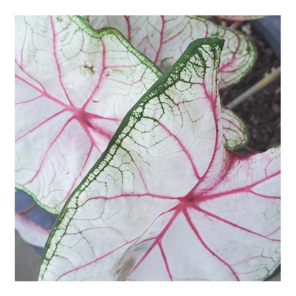 CALADIUM WHITE QUEEN