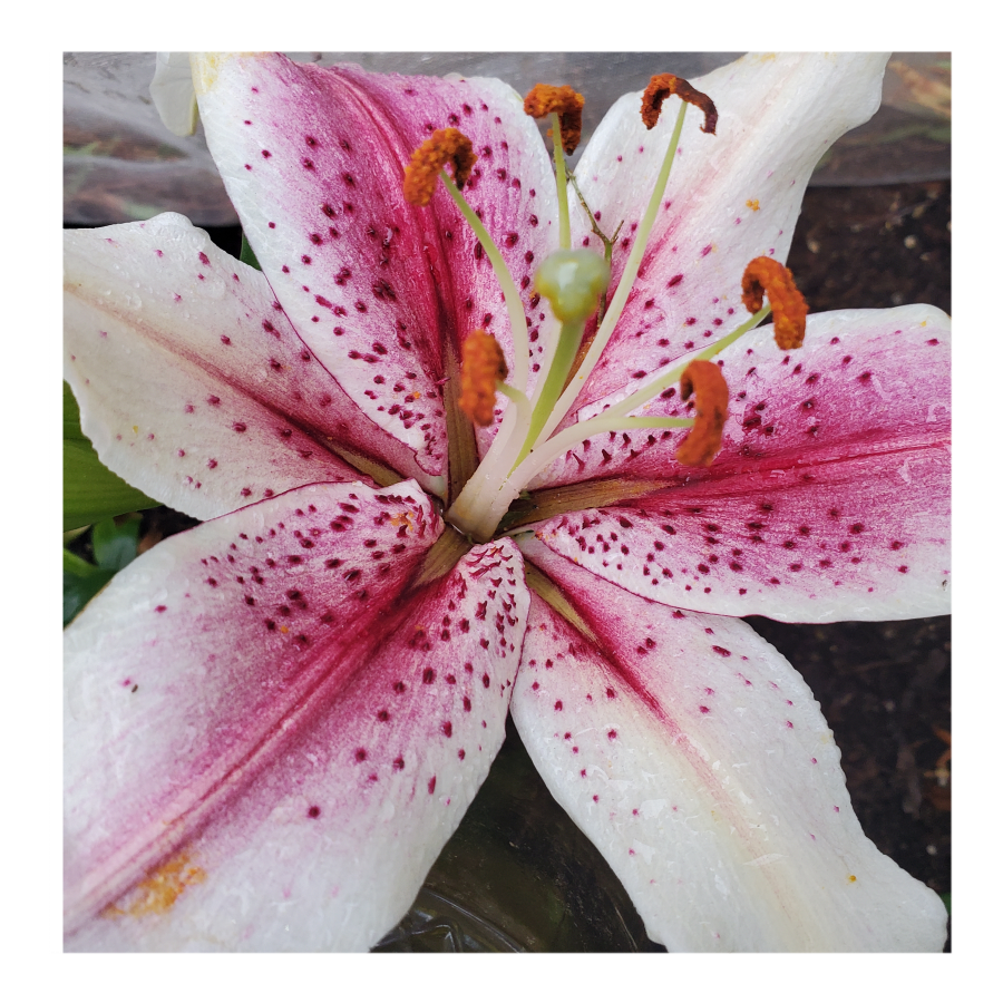 ORIENTALl LILY MUSCADET