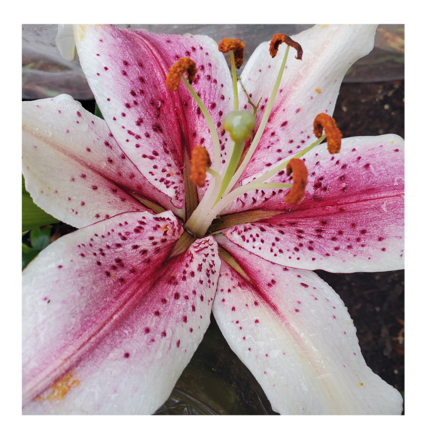 ORIENTALl LILY MUSCADET