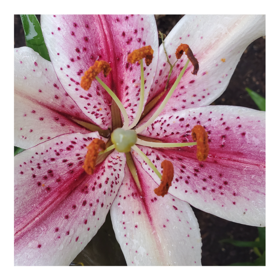 ORIENTALl LILY MUSCADET