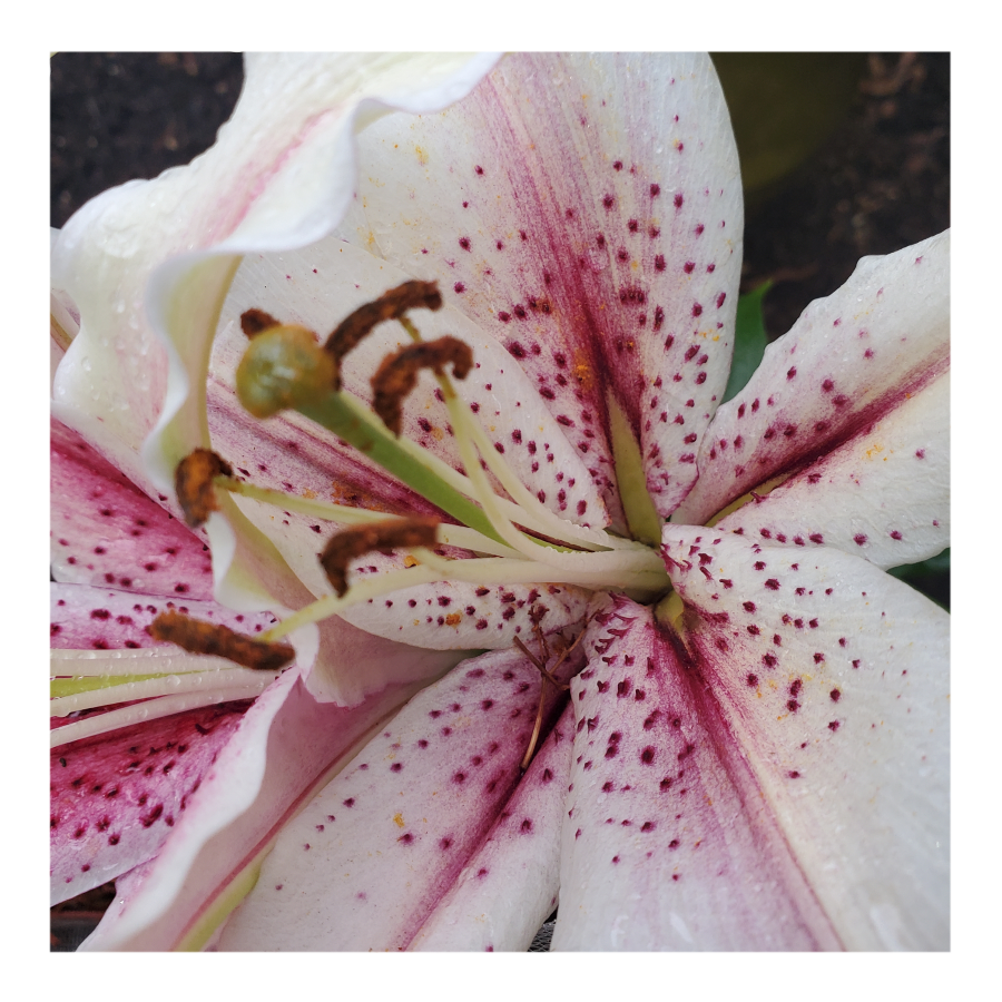 ORIENTALl LILY MUSCADET