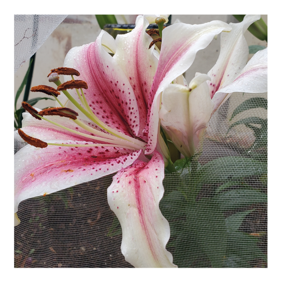 ORIENTALl LILY MUSCADET