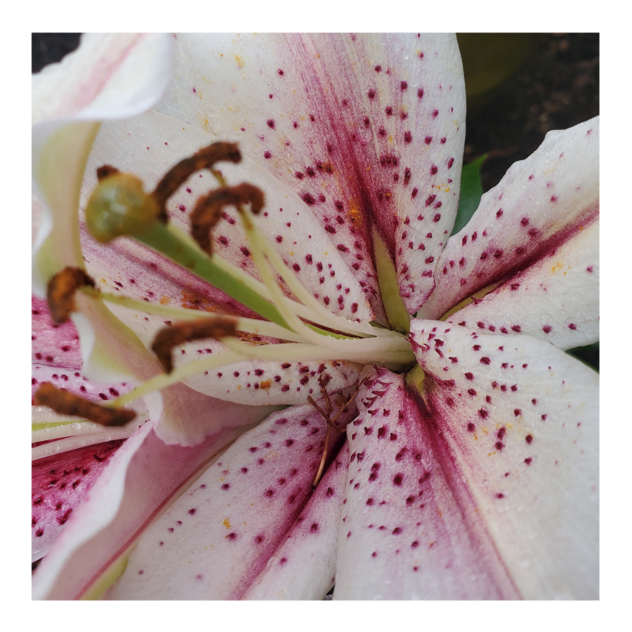ORIENTALl LILY MUSCADET