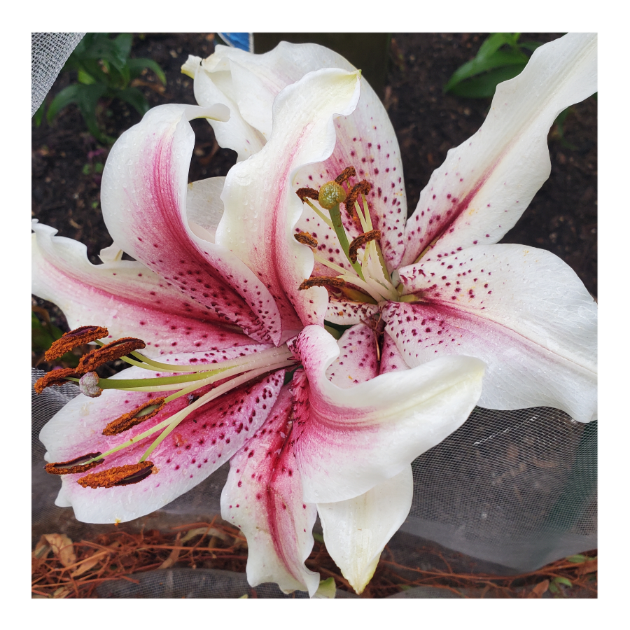 ORIENTALl LILY MUSCADET