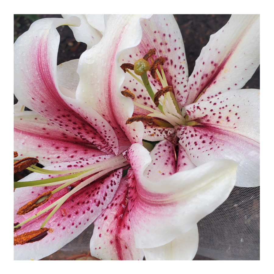 ORIENTALl LILY MUSCADET