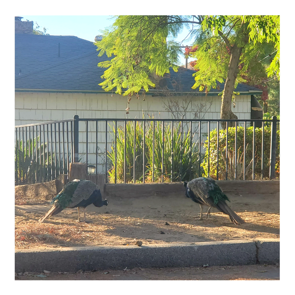 WILD PEACOCKS