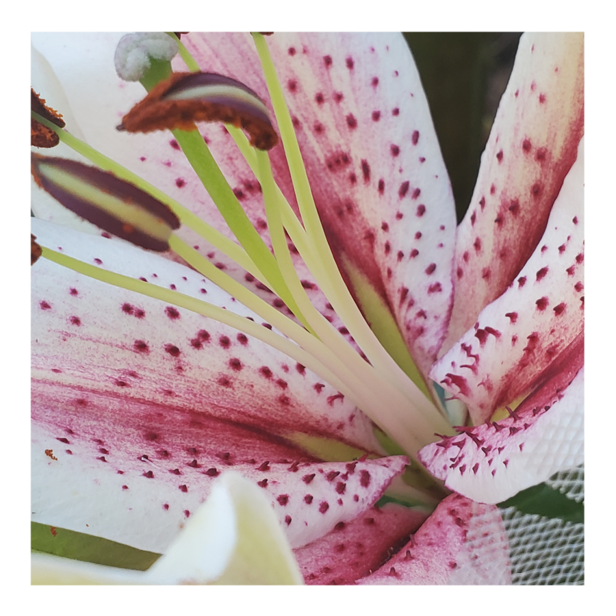 ORIENTALl LILY MUSCADET