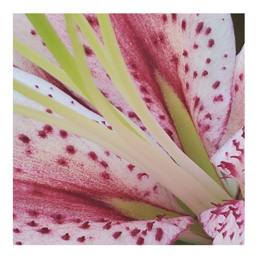 ORIENTALl LILY MUSCADET