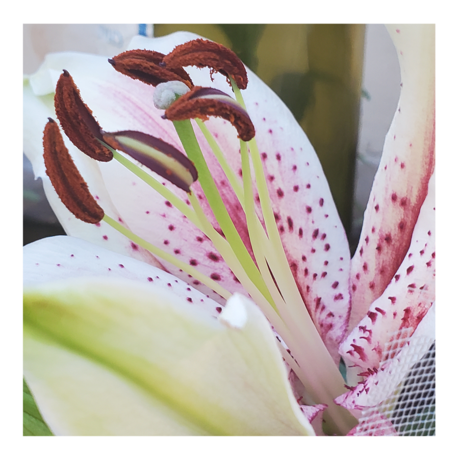 ORIENTALl LILY MUSCADET
