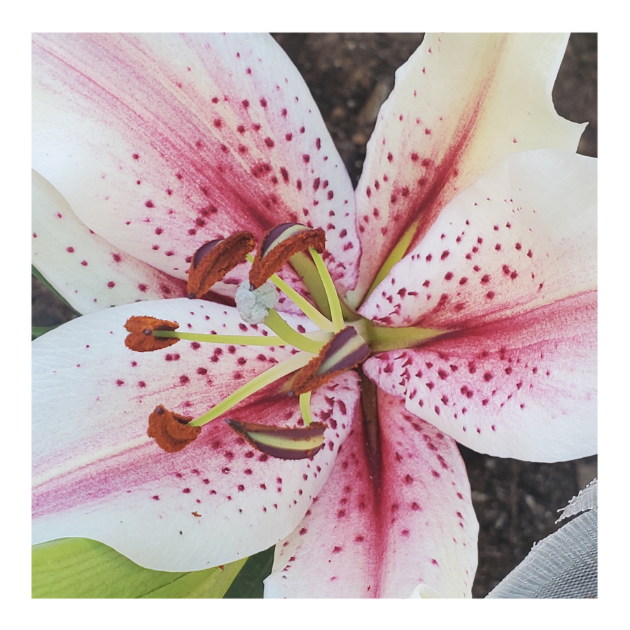 ORIENTALl LILY MUSCADET