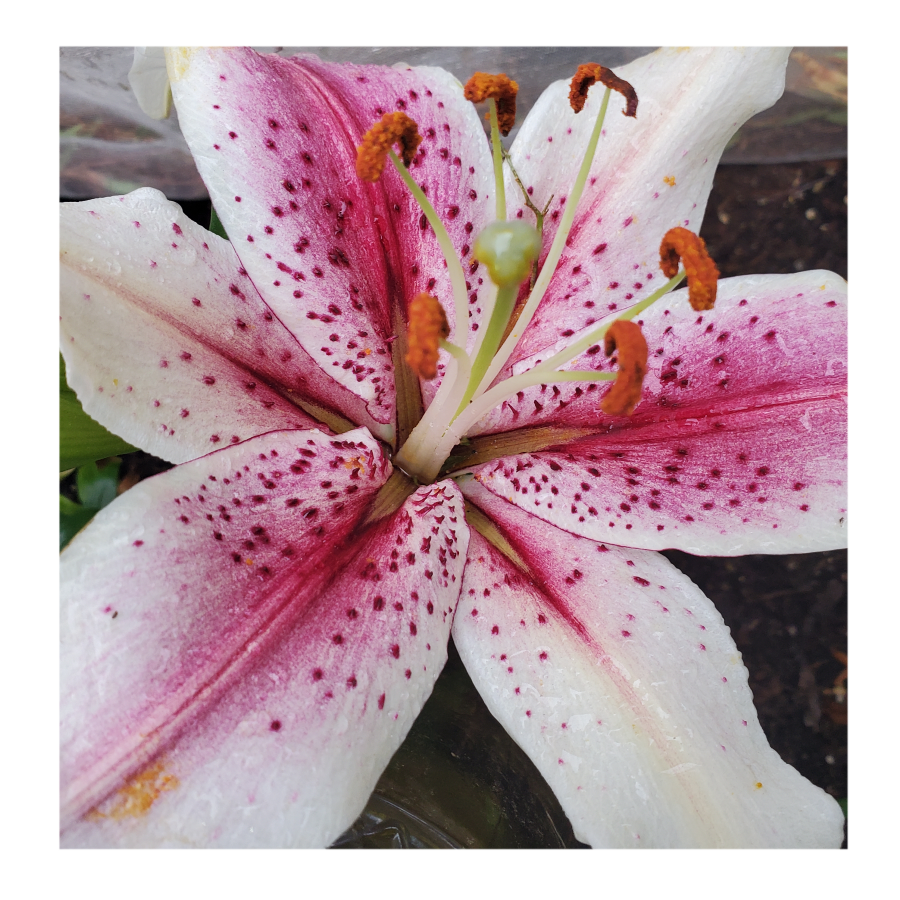 ORIENTALl LILY MUSCADET