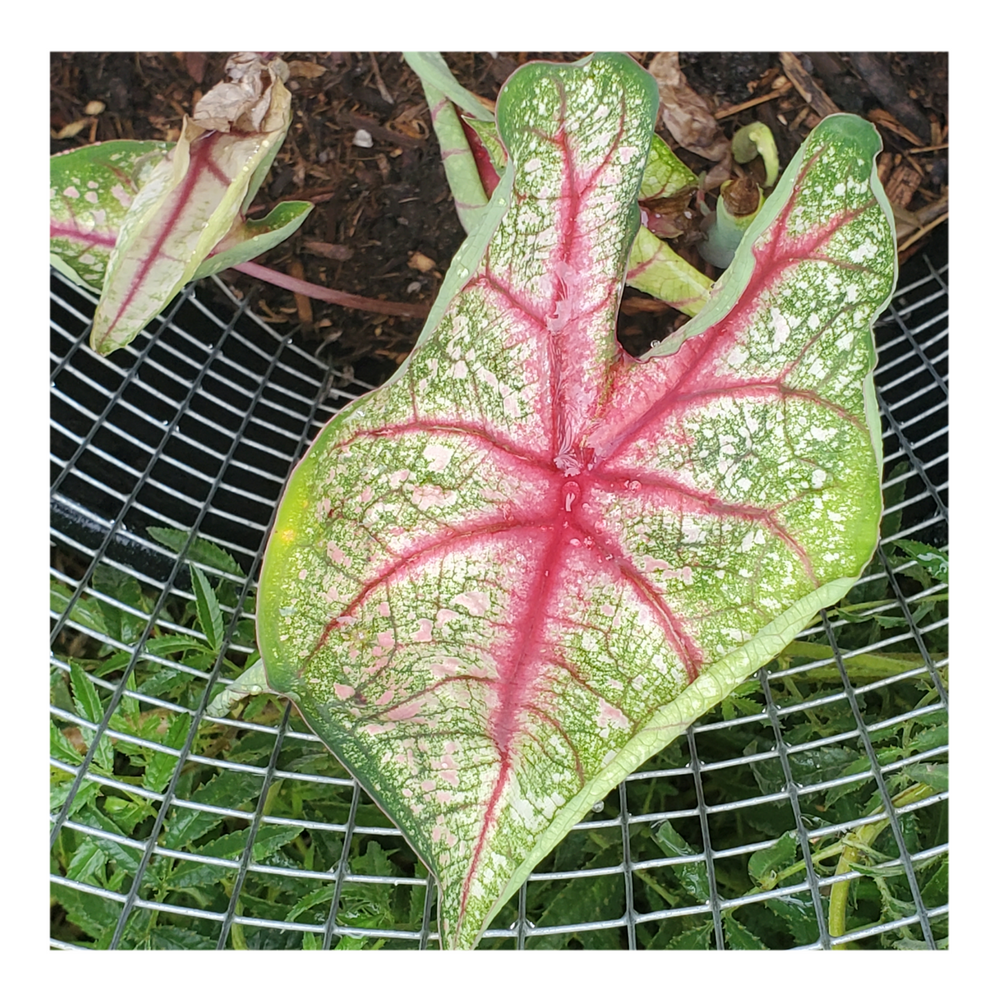 CALADIUM SUMMER BREEZE