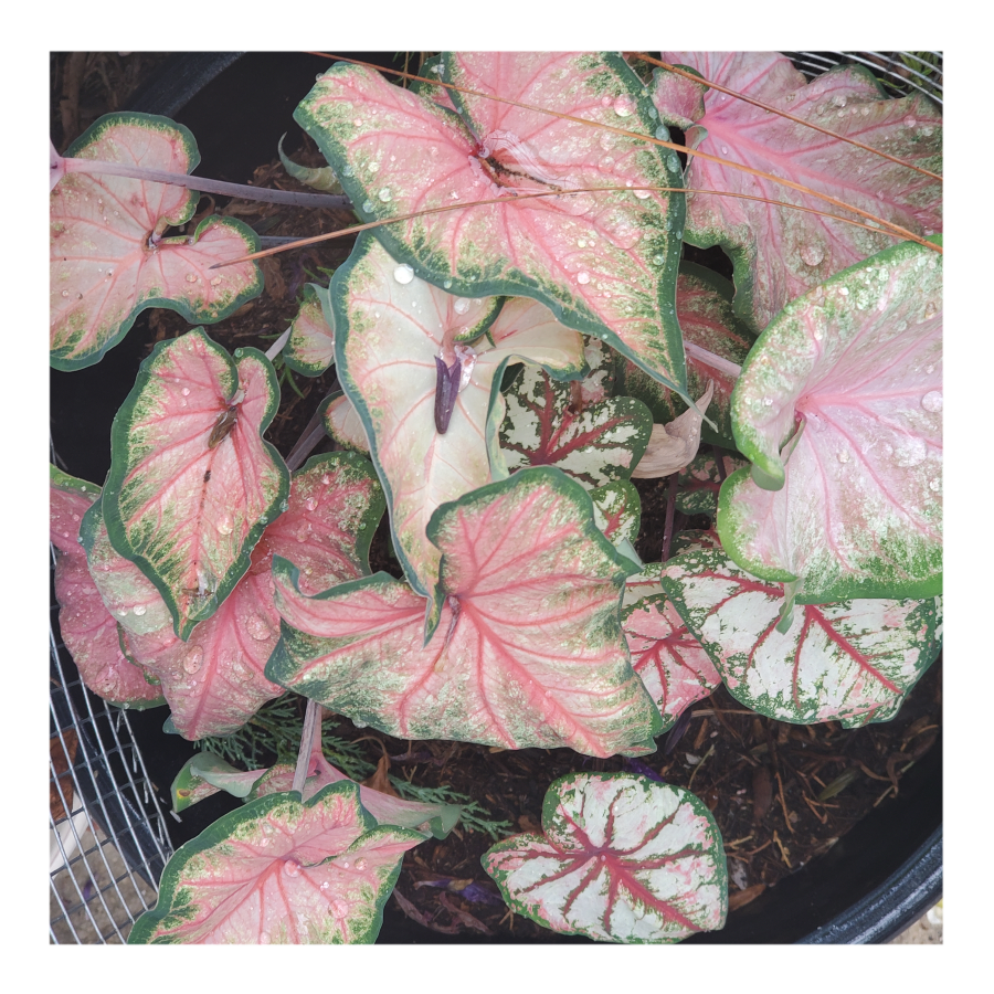 CALADIUM CHINOOK