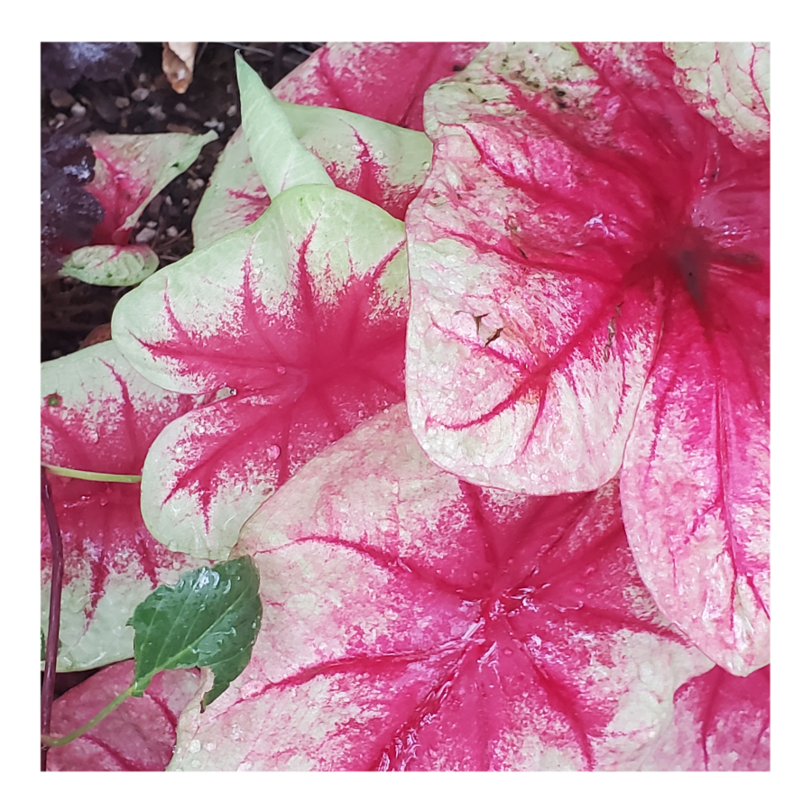 CALADIUM LEMON BLUSH