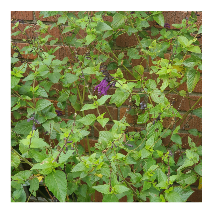 DARK PURPLE SALVIA