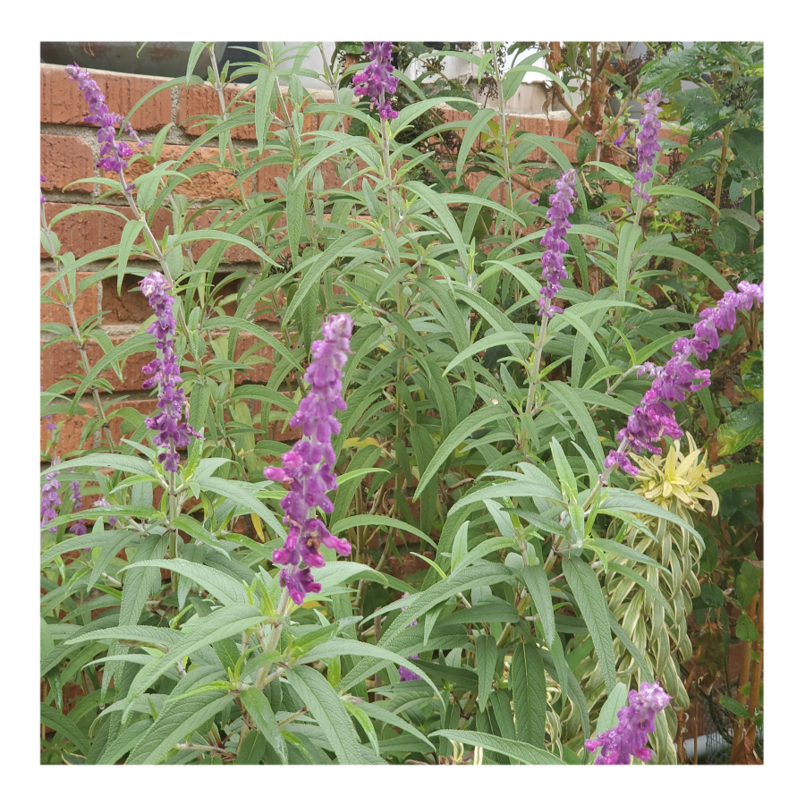 MIDNIGHT MEXICAN BUSH SAGE