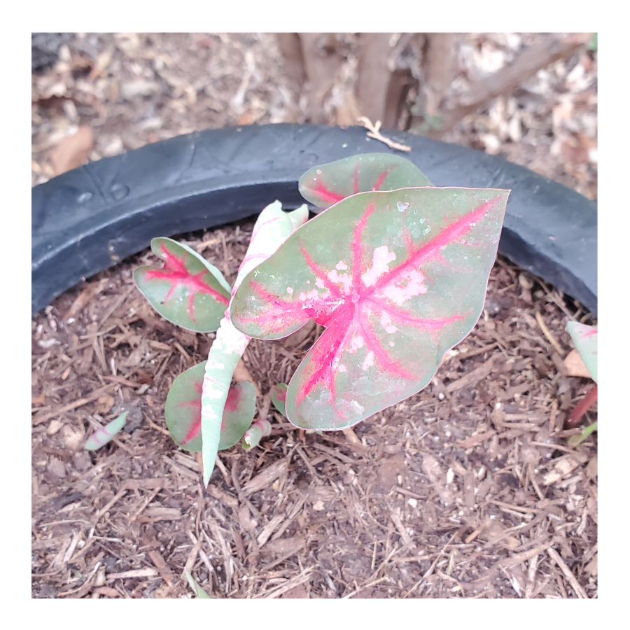 CALADIUM CAROLYN WHORTON