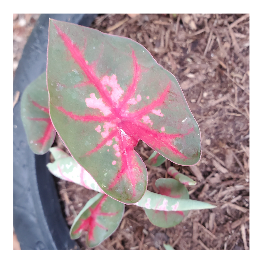 CALADIUM CAROLYN WHORTON
