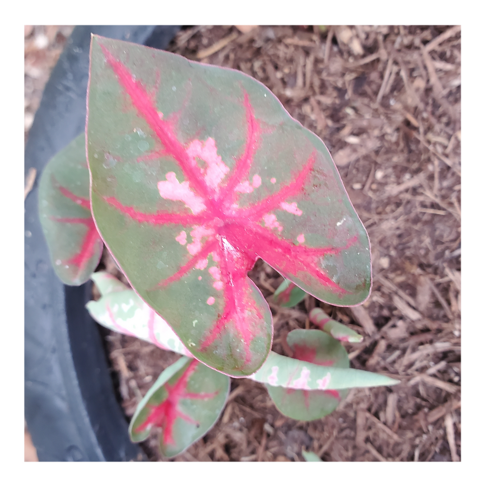 CALADIUM CAROLYN WHORTON