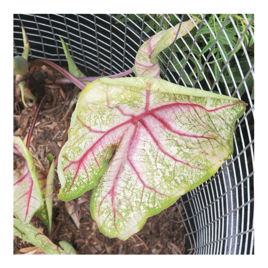 CALADIUM SUMMER BREEZE