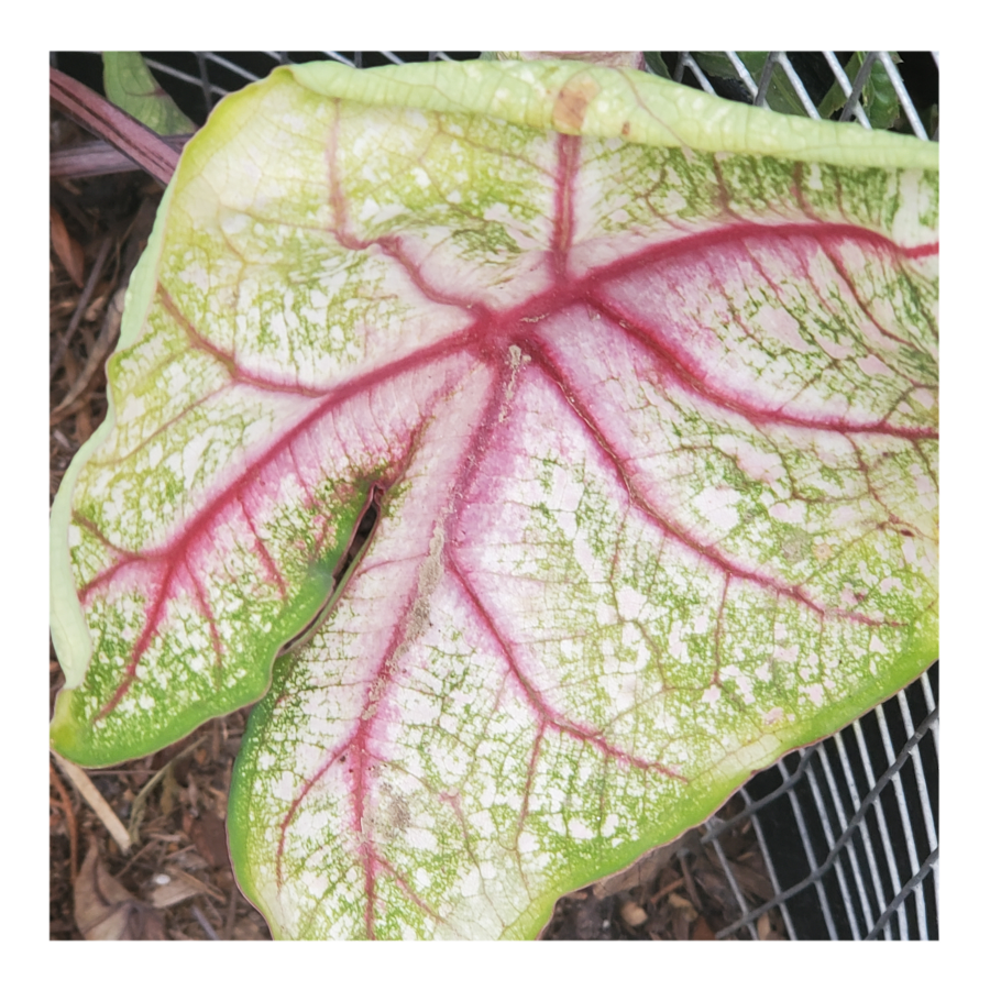 CALADIUM SUMMER BREEZE