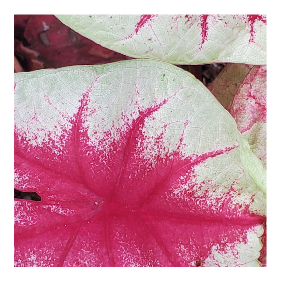 CALADIUM LEMON BLUSH