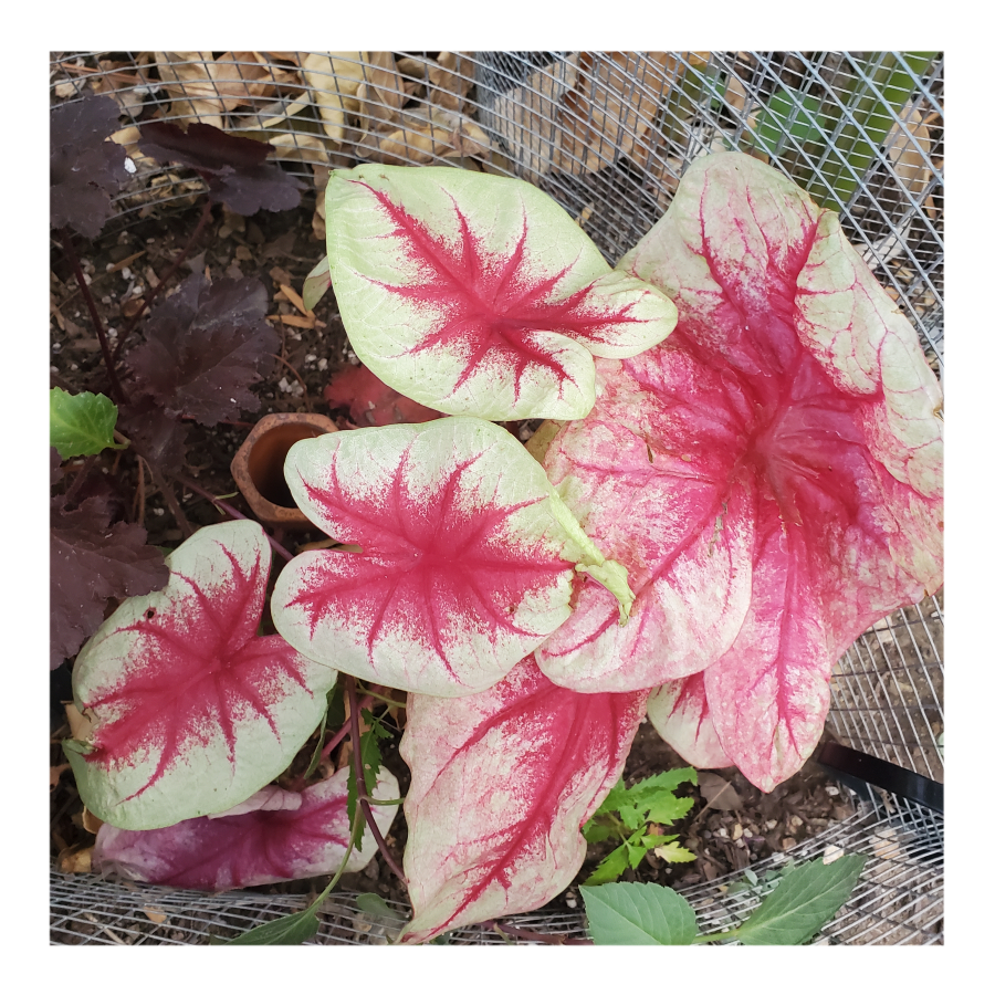 CALADIUM LEMON BLUSH