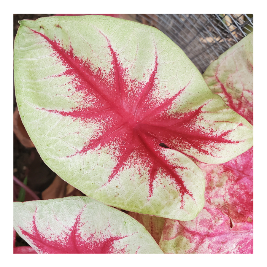 CALADIUM LEMON BLUSH