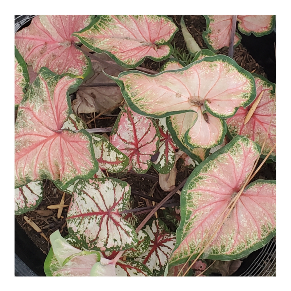 CALADIUM CHINOOK