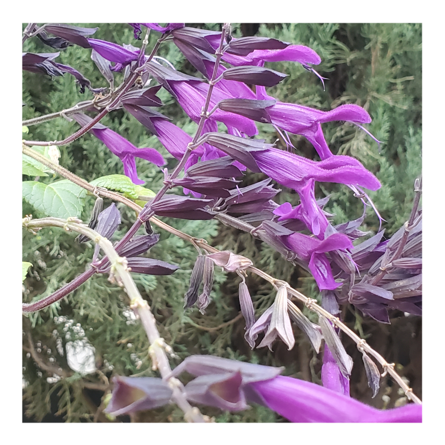 DARK PURPLE SALVIA