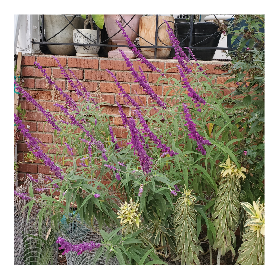 MIDNIGHT MEXICAN BUSH SAGE