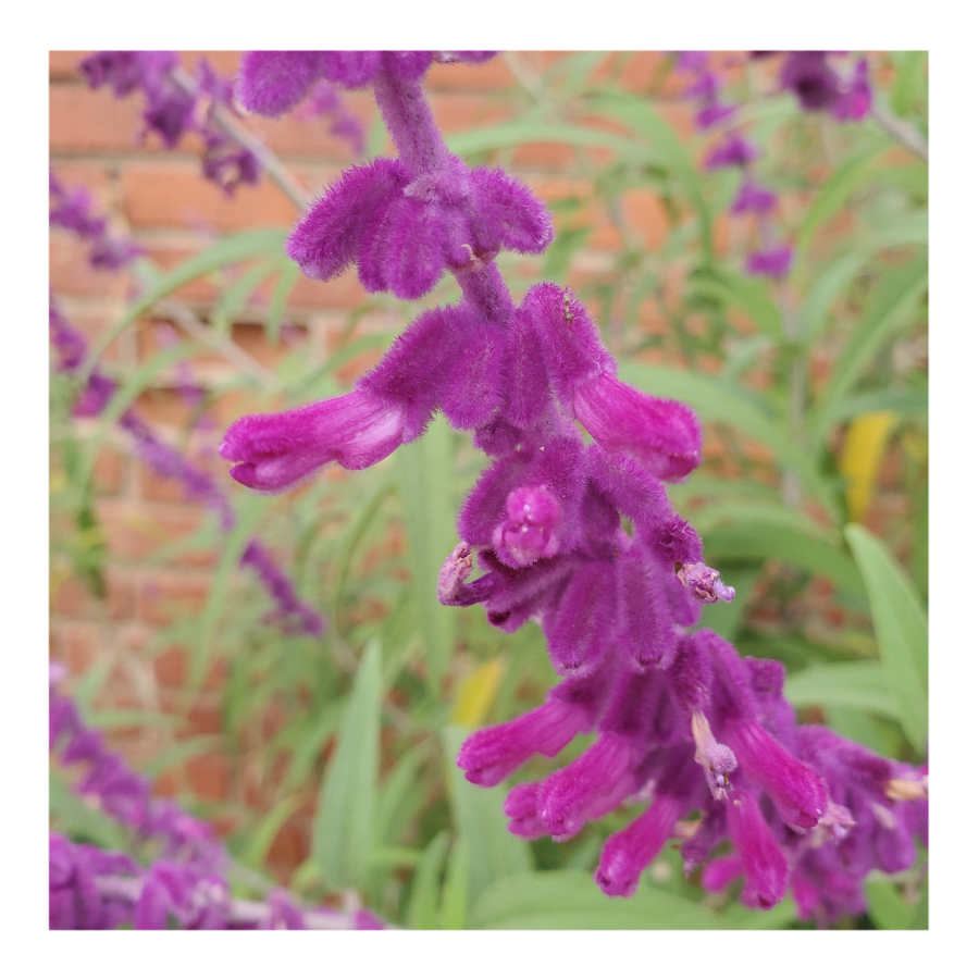 MIDNIGHT MEXICAN BUSH SAGE
