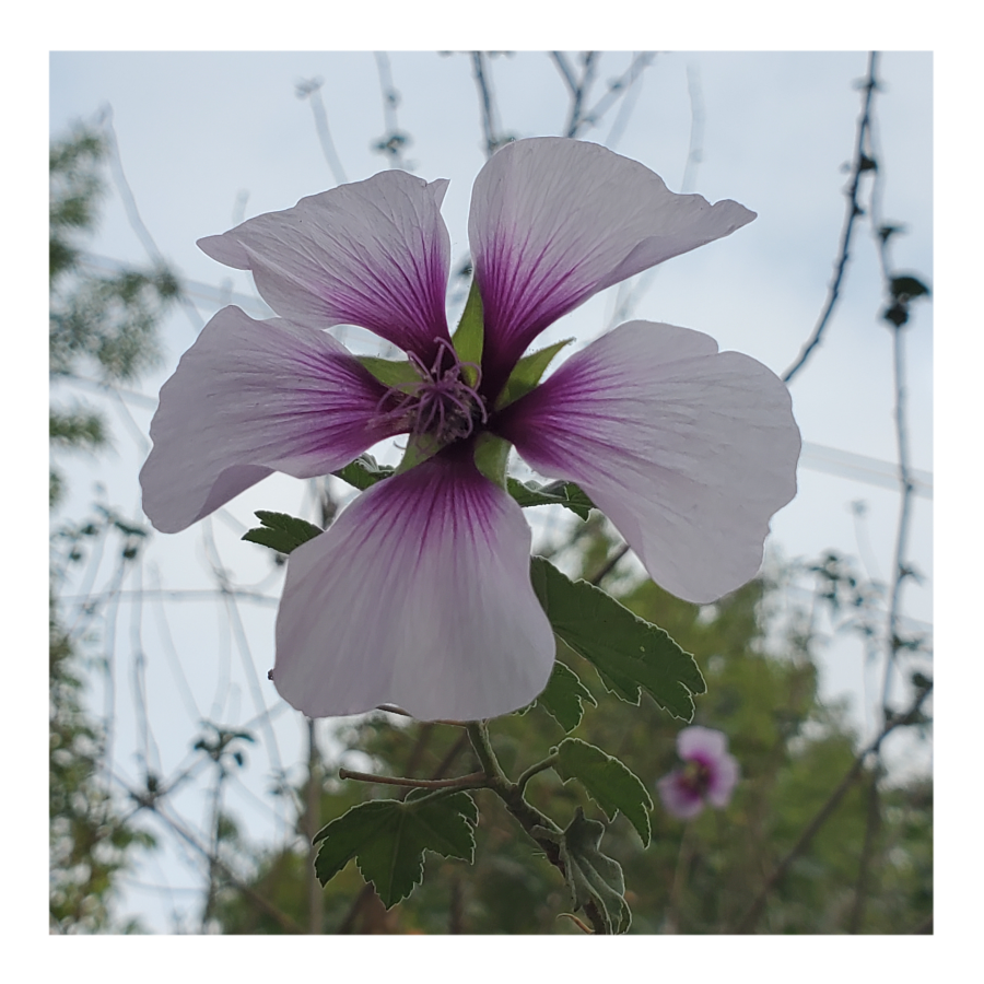 LAVATERA (TREE MALLOW)