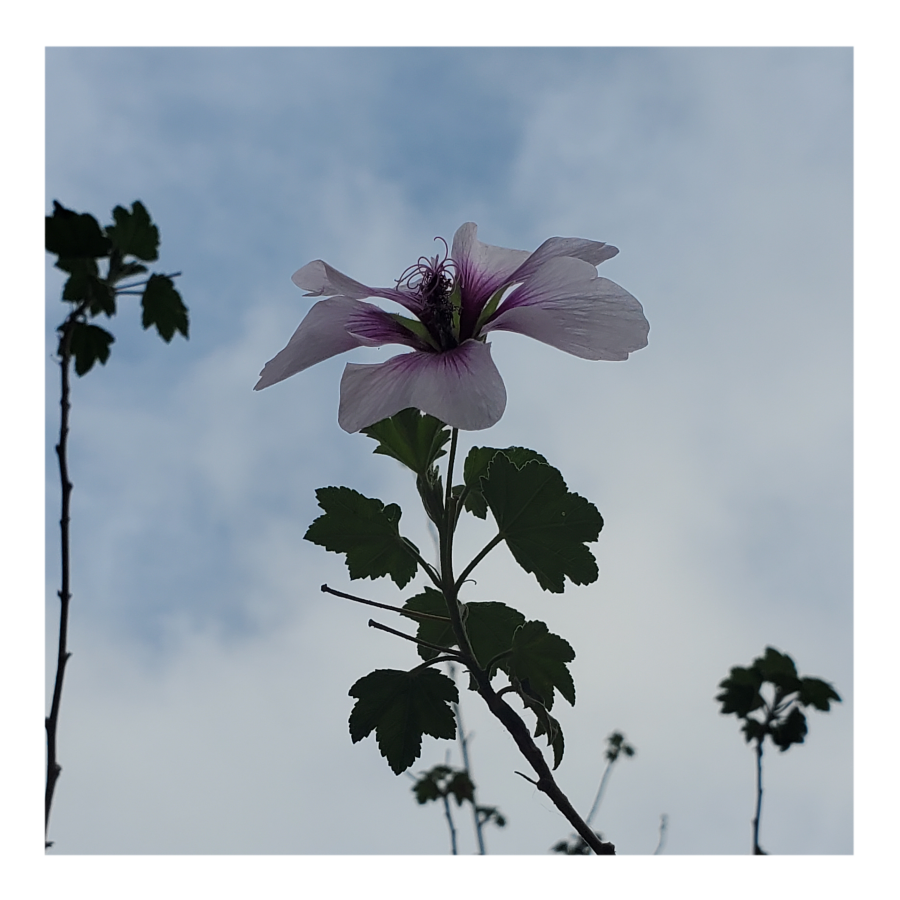 LAVATERA (TREE MALLOW)