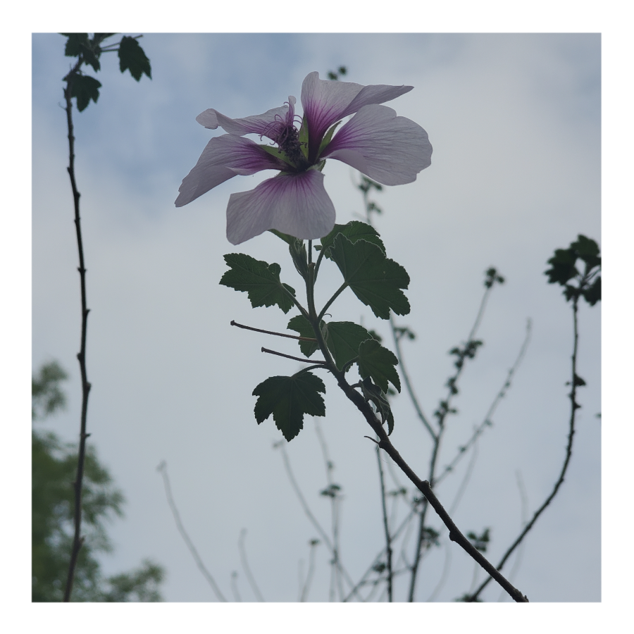 LAVATERA (TREE MALLOW)