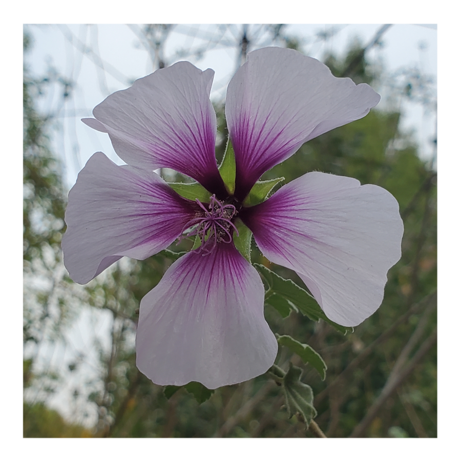 LAVATERA (TREE MALLOW)