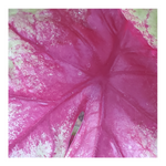 CALADIUM LEMON BLUSH