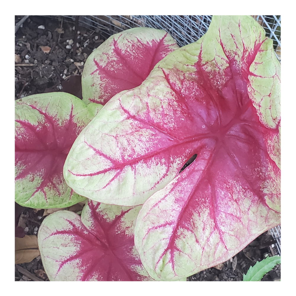 CALADIUM LEMON BLUSH