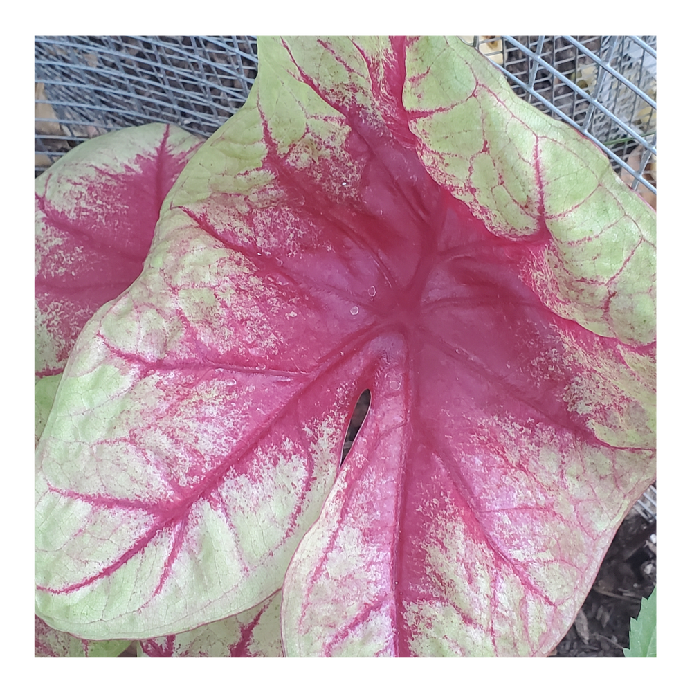 CALADIUM LEMON BLUSH