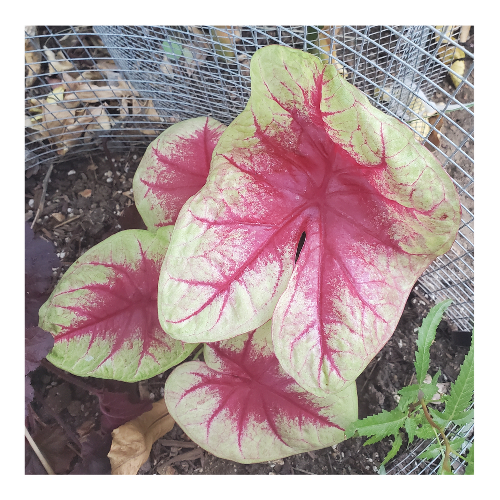 CALADIUM LEMON BLUSH