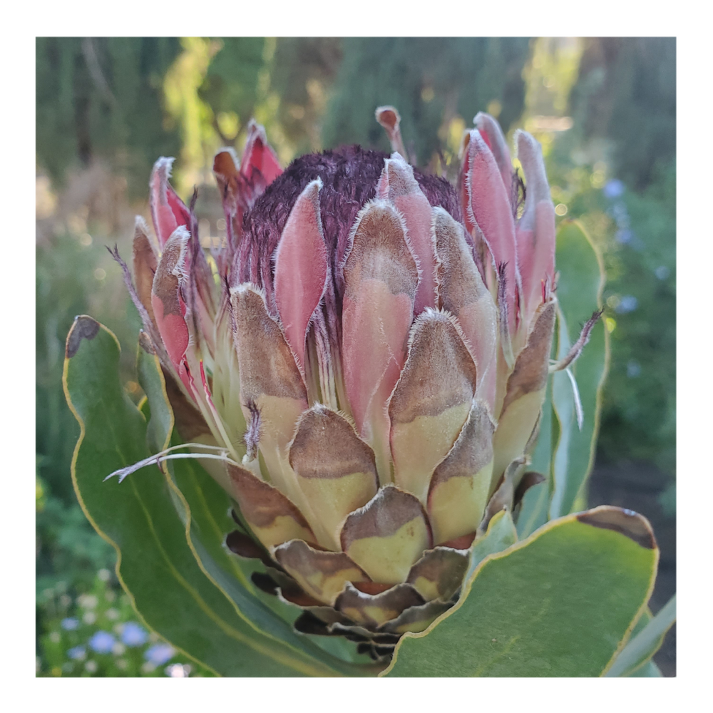 PROTEA SYLVIA