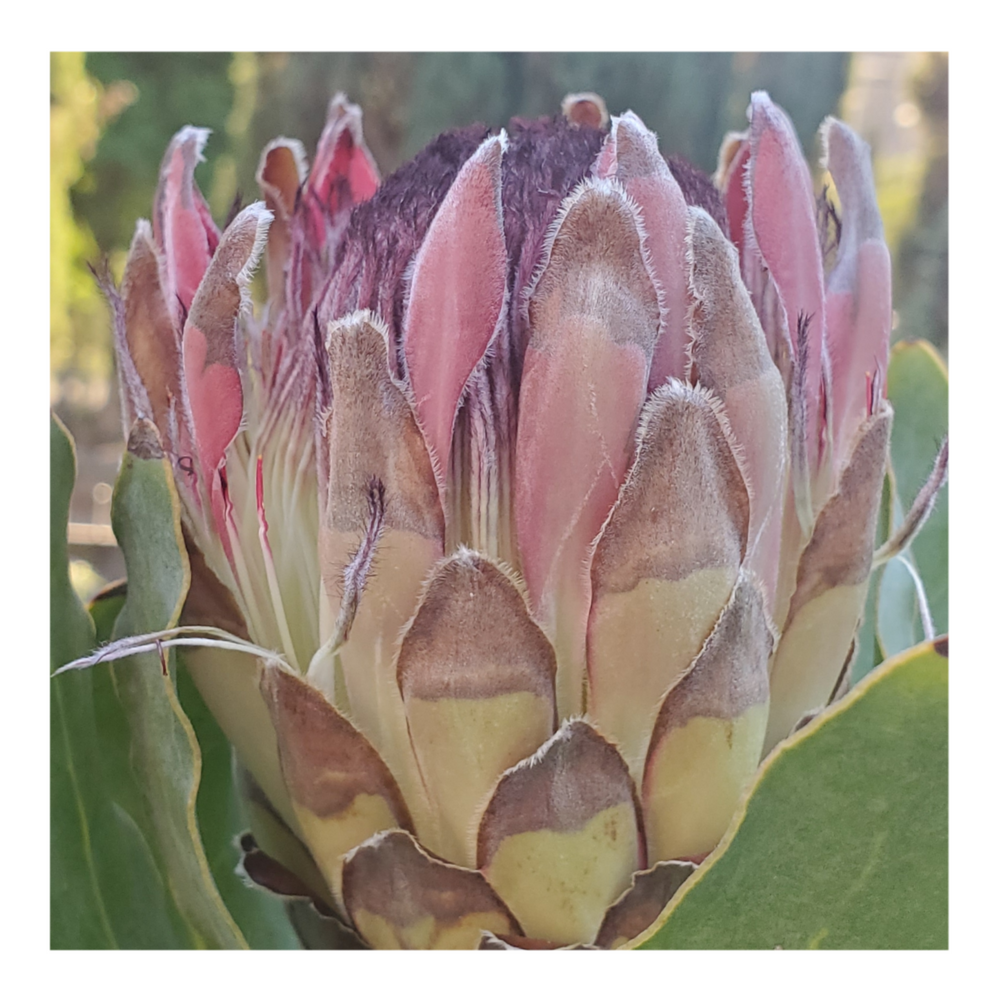 PROTEA SYLVIA