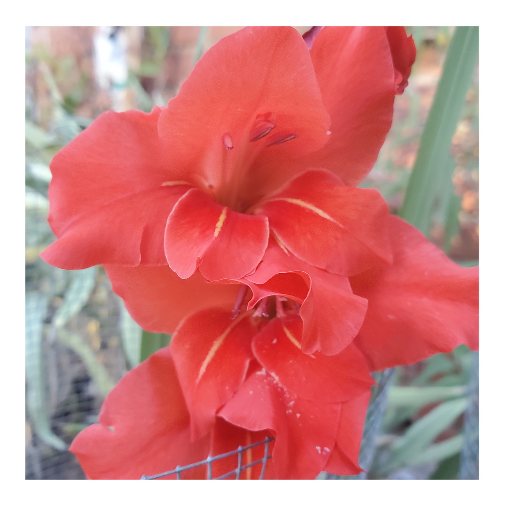 GLADIOLUS TRADERHORN