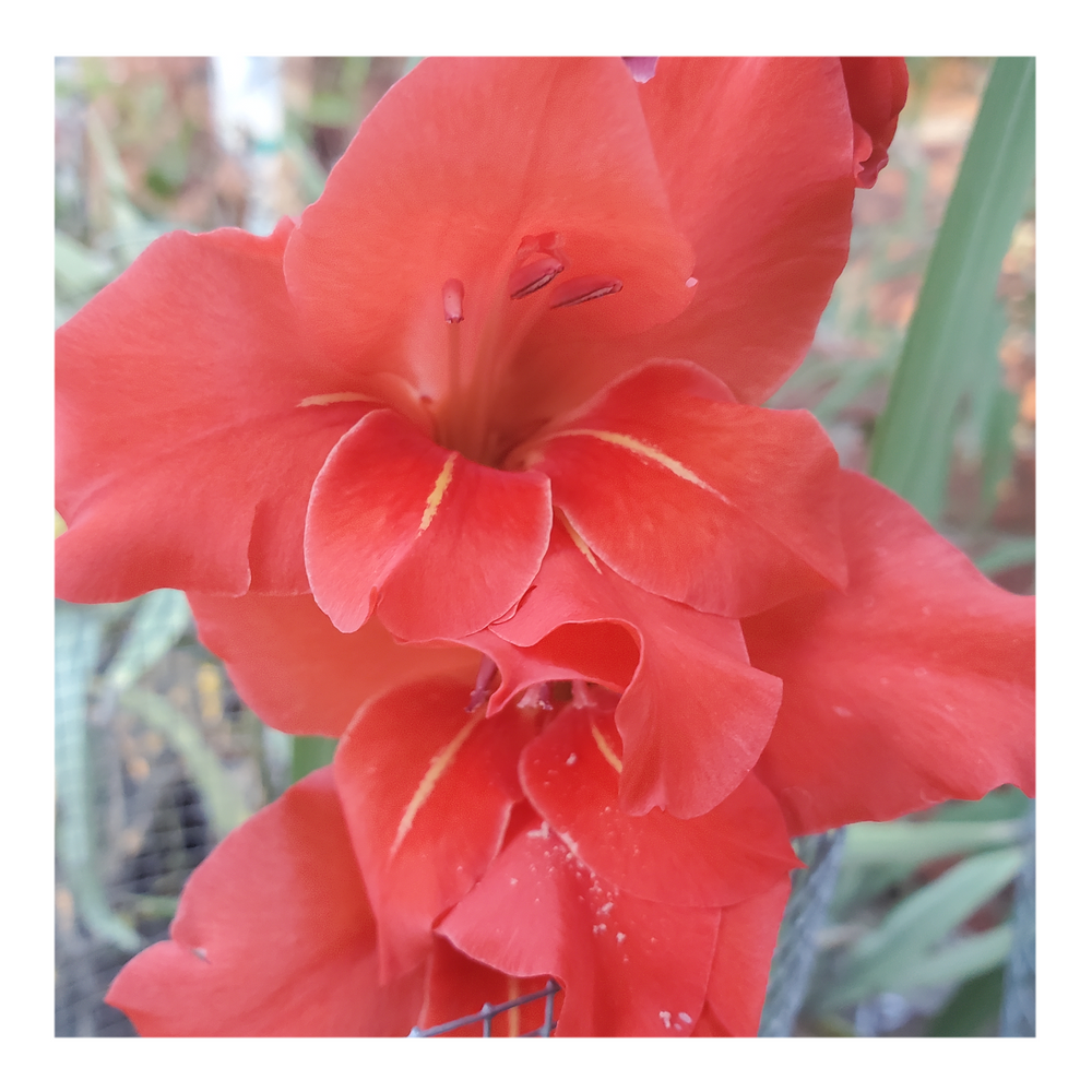 GLADIOLUS TRADERHORN