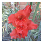 GLADIOLUS TRADERHORN