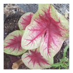 CALADIUM LEMON BLUSH